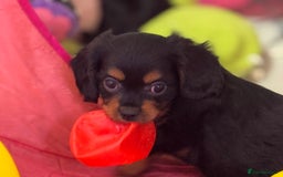 Cavapoo dogs for sale: Cavapoo rare black &tan health tested  - Image 25
