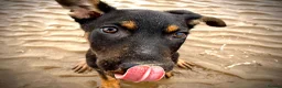 Mixed Breed dogs for sale: Doberman x Malinois x German Shepherd Puppies  - Advert 17