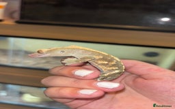 Gecko reptiles for sale: Mixed Crested geckos - Image 2