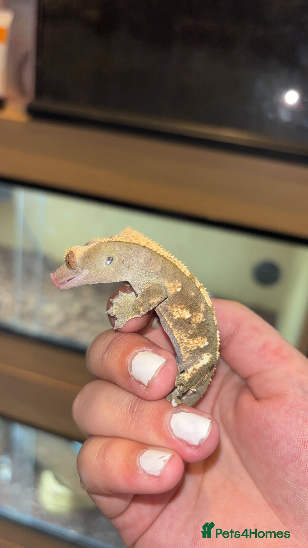 Gecko reptiles for sale: Mixed Crested geckos - Image 2