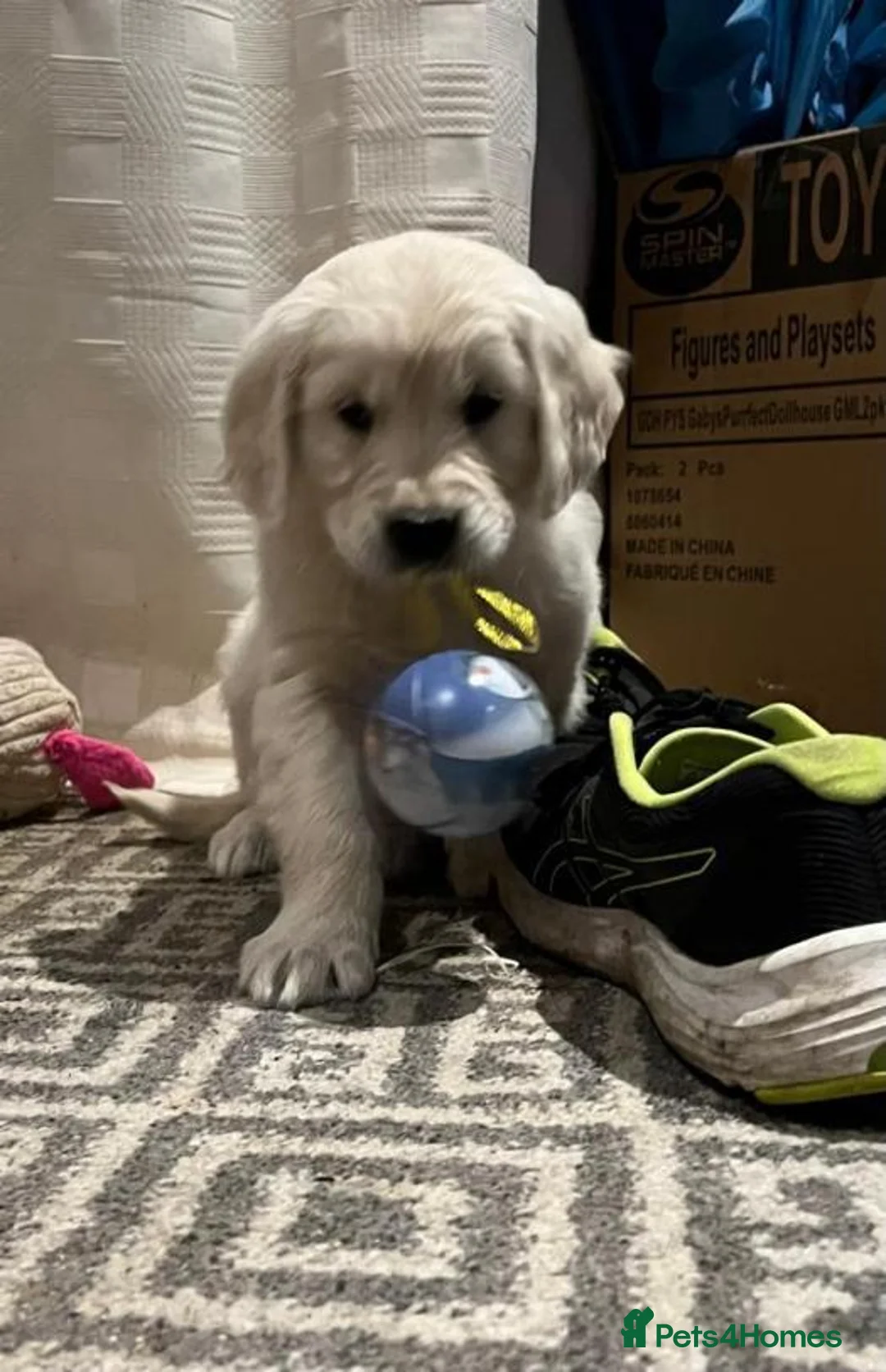 Golden Retriever dogs for sale: CHUNKY GOLDEN RETRIEVER PUPPIES £1495 - Advert 1