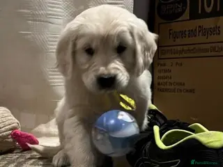 Golden Retriever dogs CHUNKY GOLDEN RETRIEVER PUPPIES £1495 - Advert 1