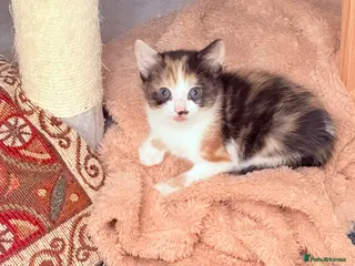 Mixed Breed cats 🩶Ragamuffin crossed Bengal kittens🩶 - Advert 16
