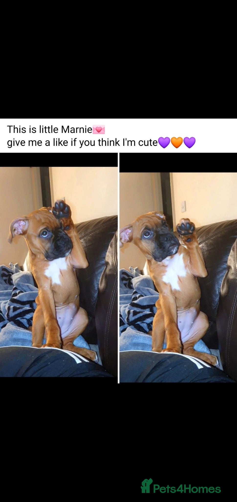 Boxer dogs Boxer  - Advert 8