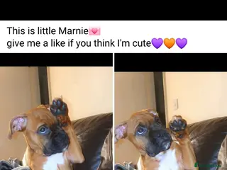 Boxer dogs Boxer - Advert 8