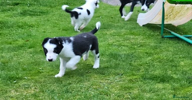 Border Collie dogs - Advert 9