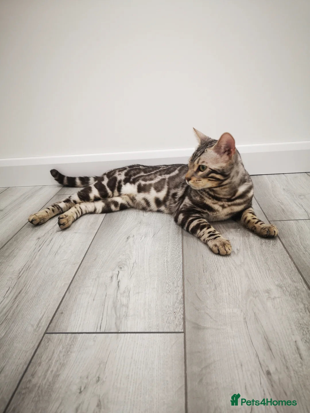 Bengal cats for stud: TICA active registered Silver boy for stud! in Bury Saint Edmunds - Advert 10