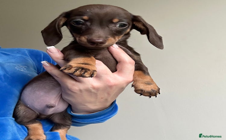 Miniature Dachshund dogs - Advert 5