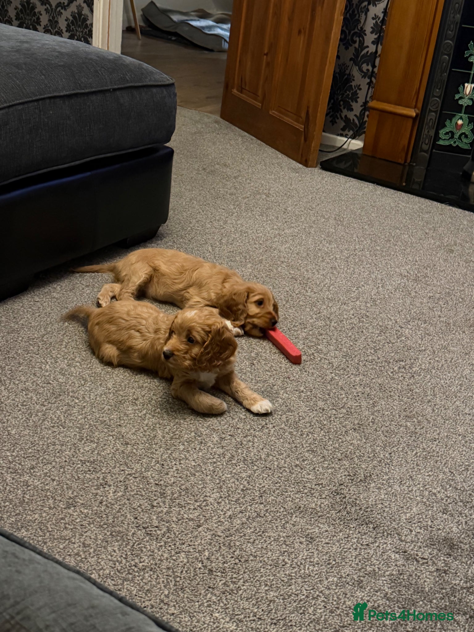 Cockapoo dogs Ready now! 1 boy, 1 girl left cockapoo puppies  - Advert 8