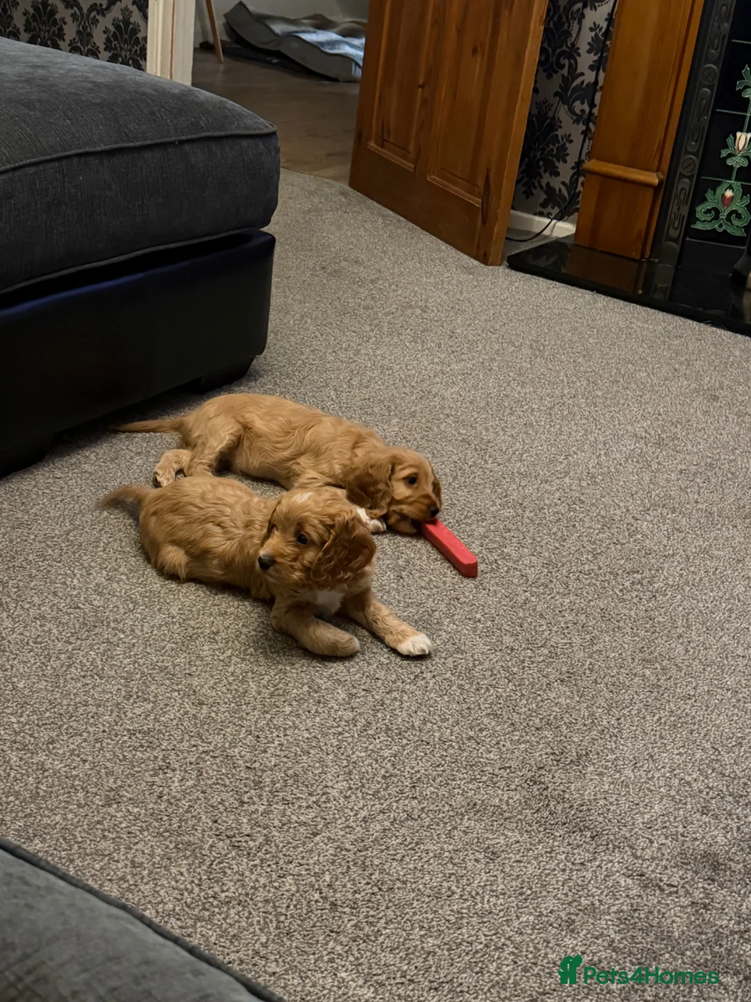 Cockapoo dogs for sale: Ready now! 1 boy, 1 girl left cockapoo puppies  - Advert 1