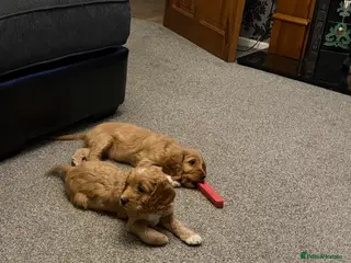 Cockapoo dogs Ready now! 1 boy, 1 girl left cockapoo puppies - Advert 8