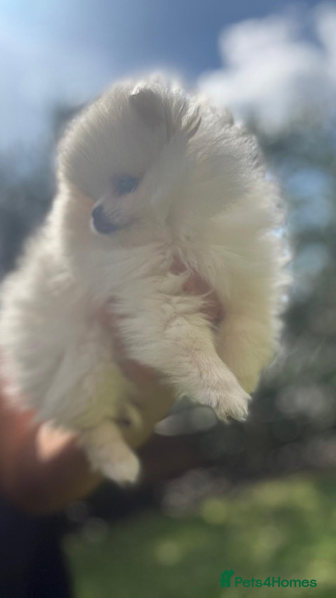 Pomeranian dogs for sale: Quality girl ready now PRINCESS 💕 - Image 22