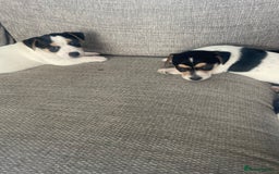Jack Russell dogs for sale: Jack russell puppies - Image 14