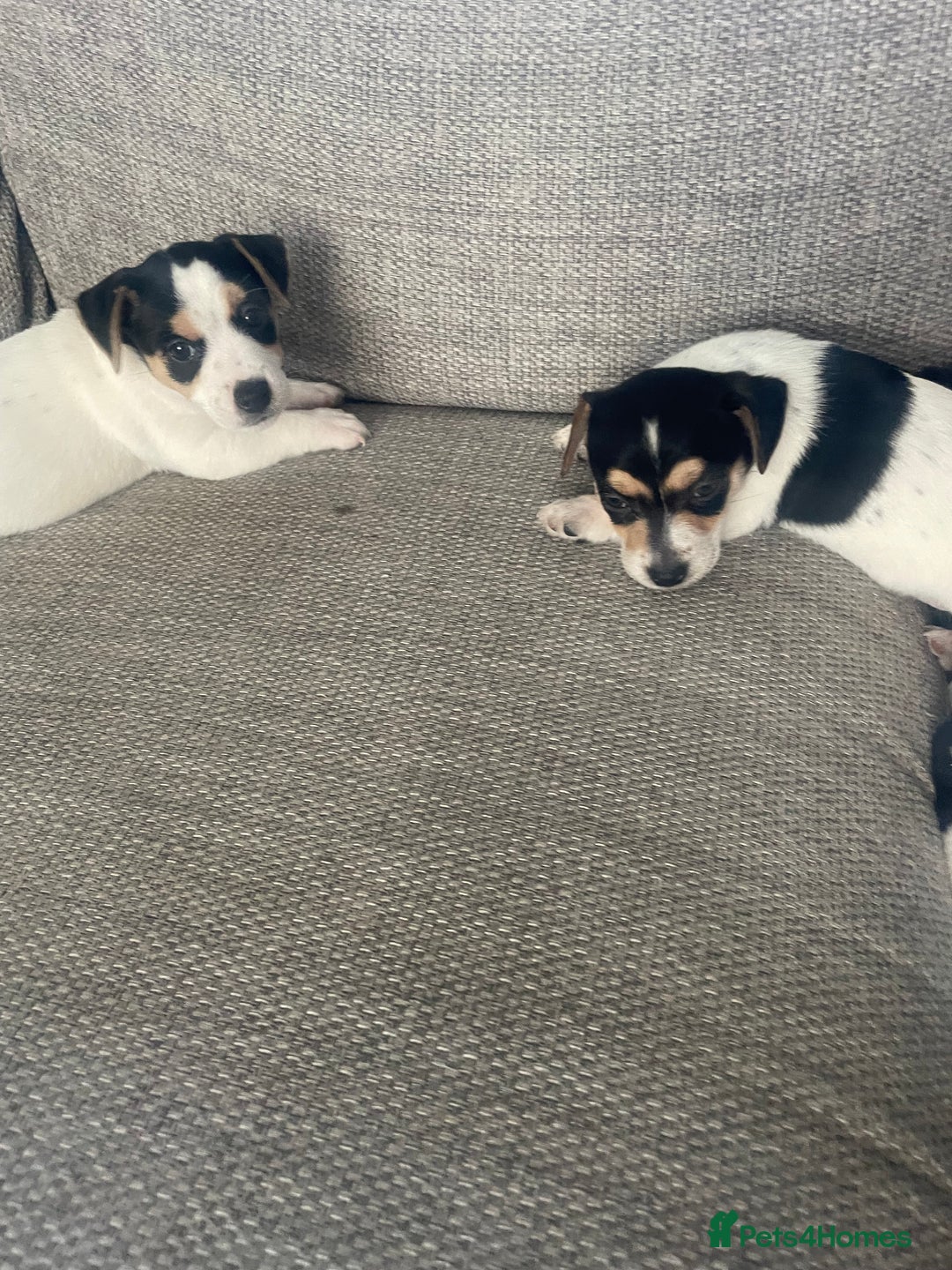 Jack Russell dogs for sale: Jack russell puppies - Image 14