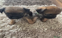 Border Terrier dogs for sale: Border terrier pups - Image 21
