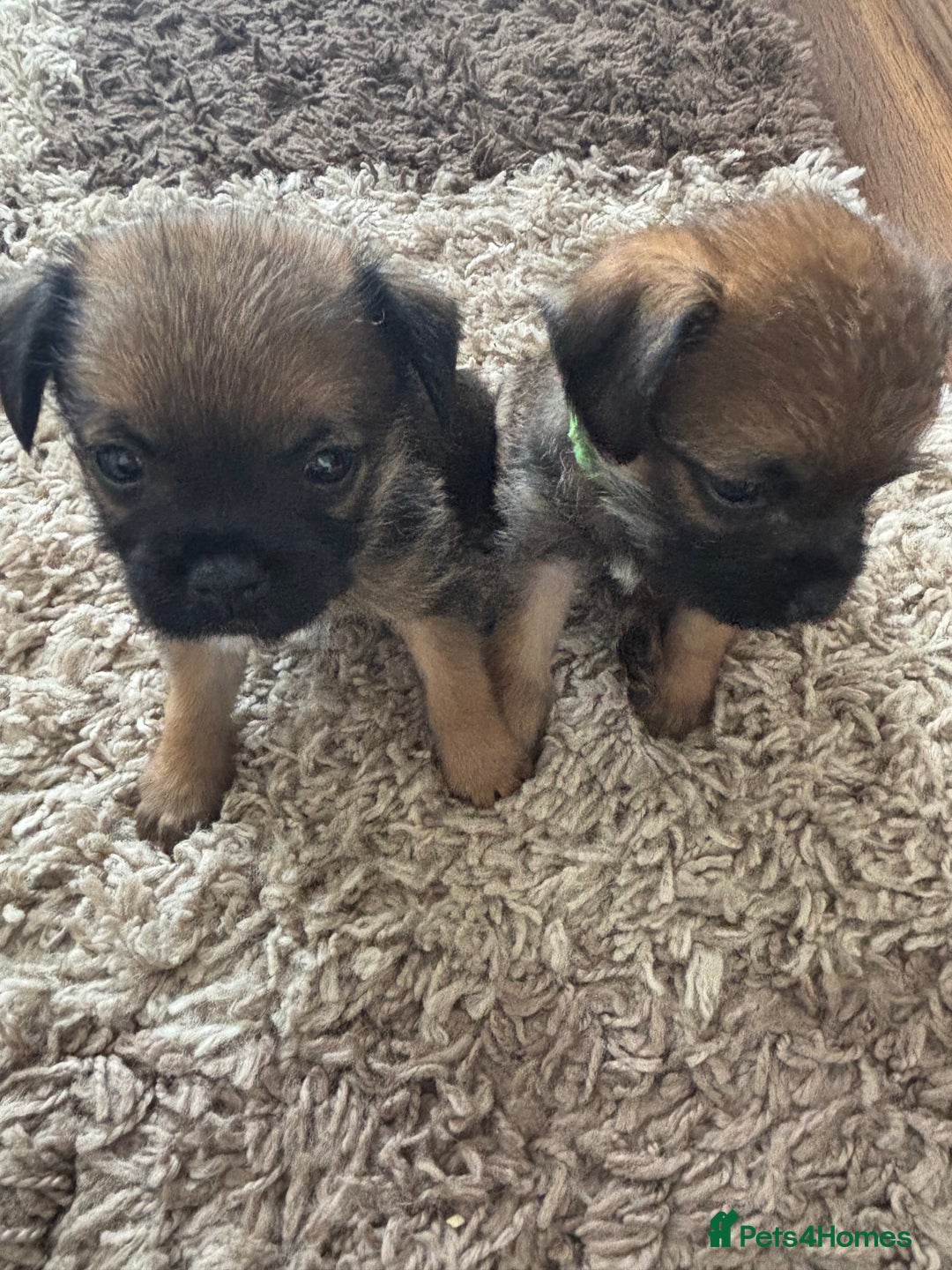 Border Terrier dogs for sale: Border terrier pups - Image 21