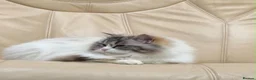 Mixed Breed cats for sale: Ragdoll × Scottish Shorthair Mix Kittens for Sale  - Advert 1