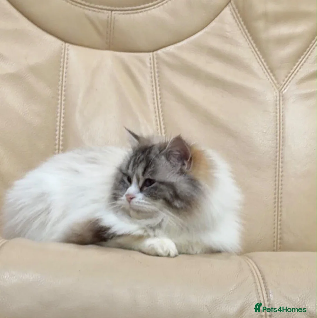 Mixed Breed cats for sale: Ragdoll × Scottish Shorthair Mix Kittens for Sale  - Advert 1