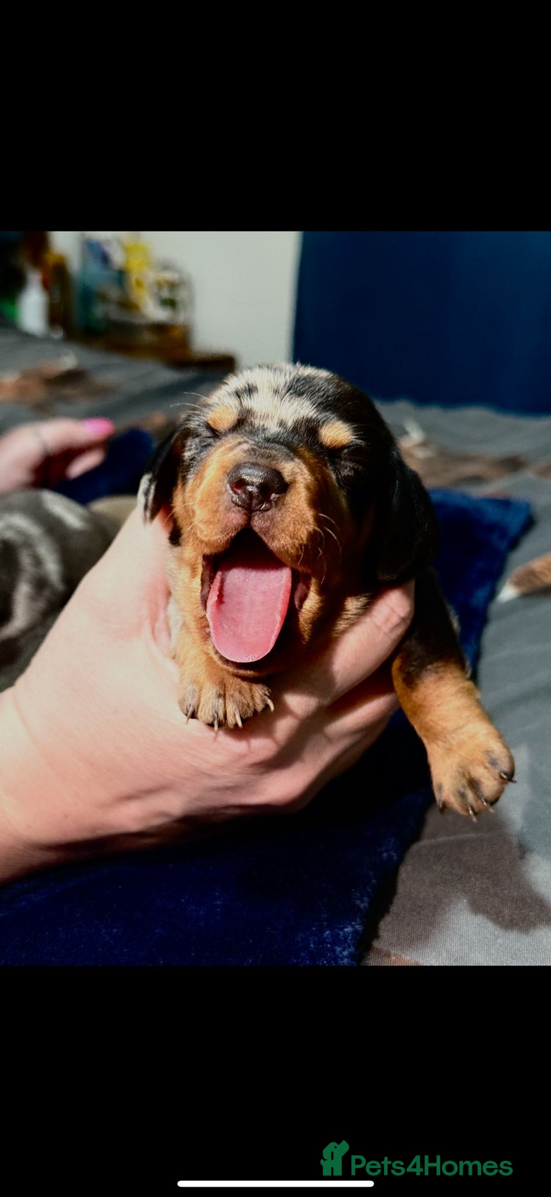 Dachshund dogs for sale: 7 Beautiful dachshund puppies  - Advert 8