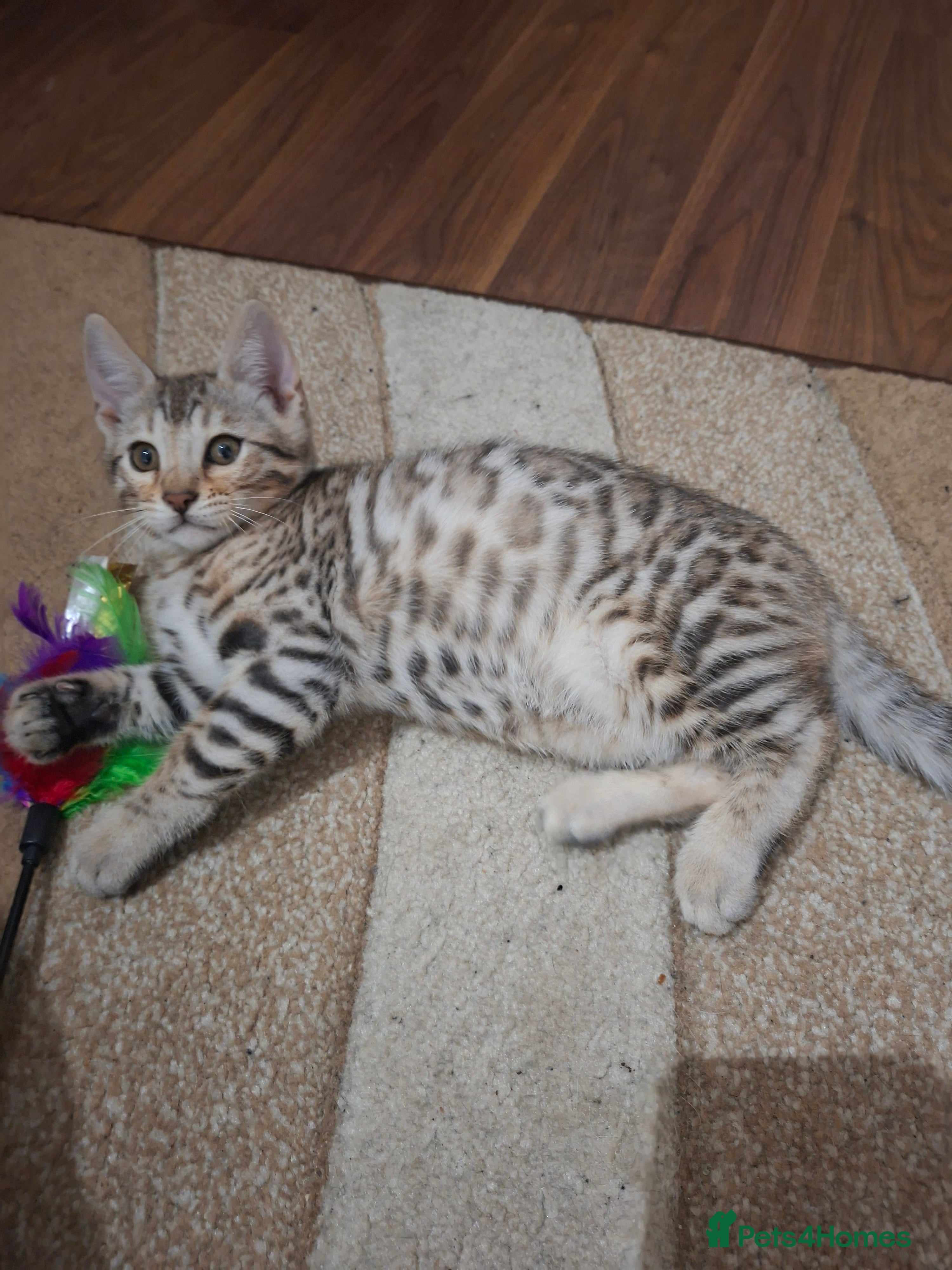 Bengal cats JUST ONE BENGAL LEFT - silver boy - Advert 3