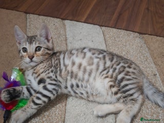 Bengal cats JUST ONE BENGAL LEFT - silver boy - Advert 3