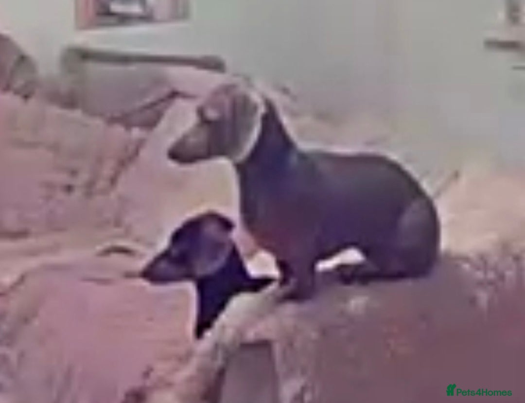 Miniature Dachshund dogs for sale: 10 month old pedegree minature dashound - Advert 8