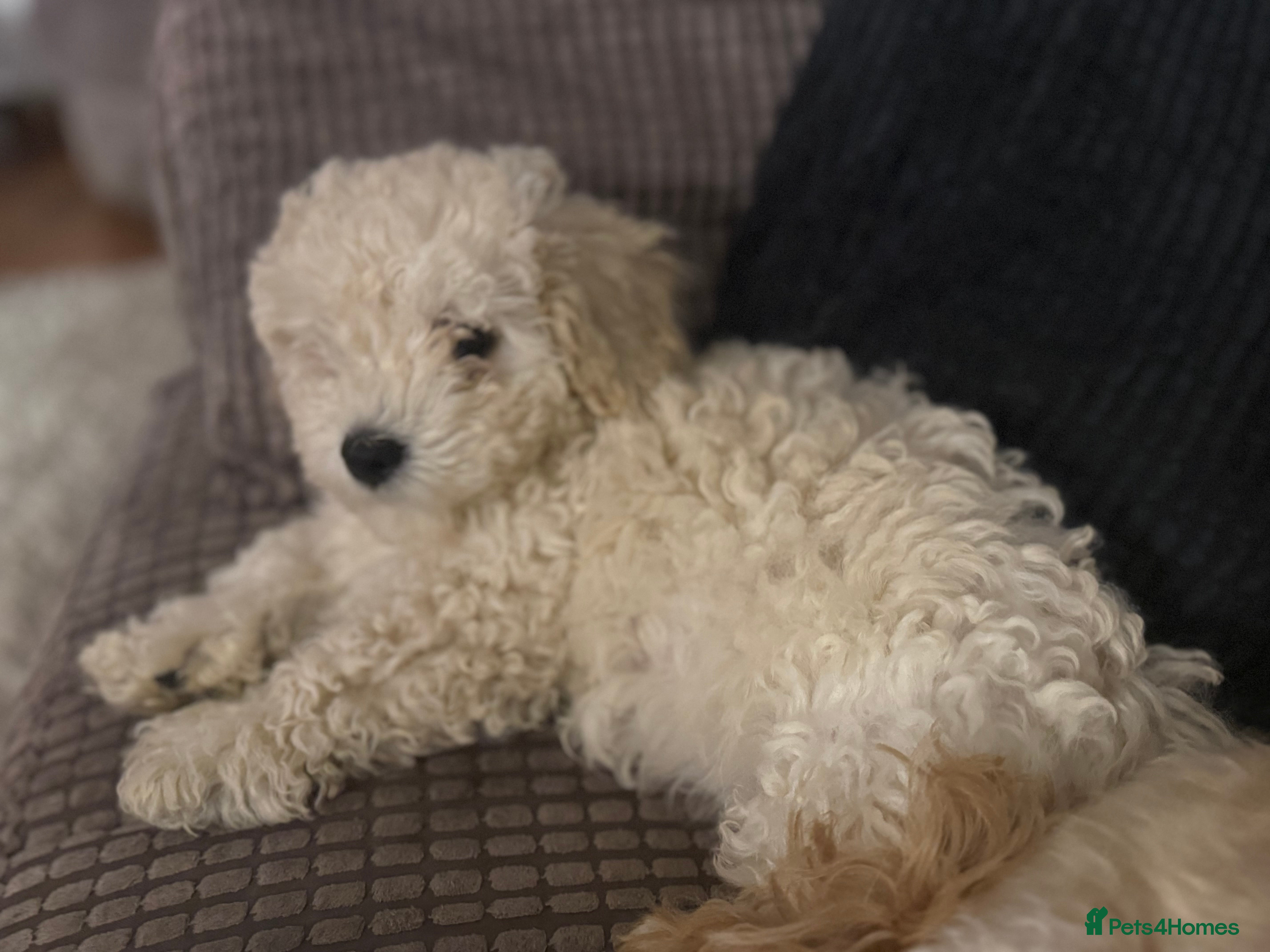 Maltipoo dogs Gorgeous Romeo ❤️ - Advert 8
