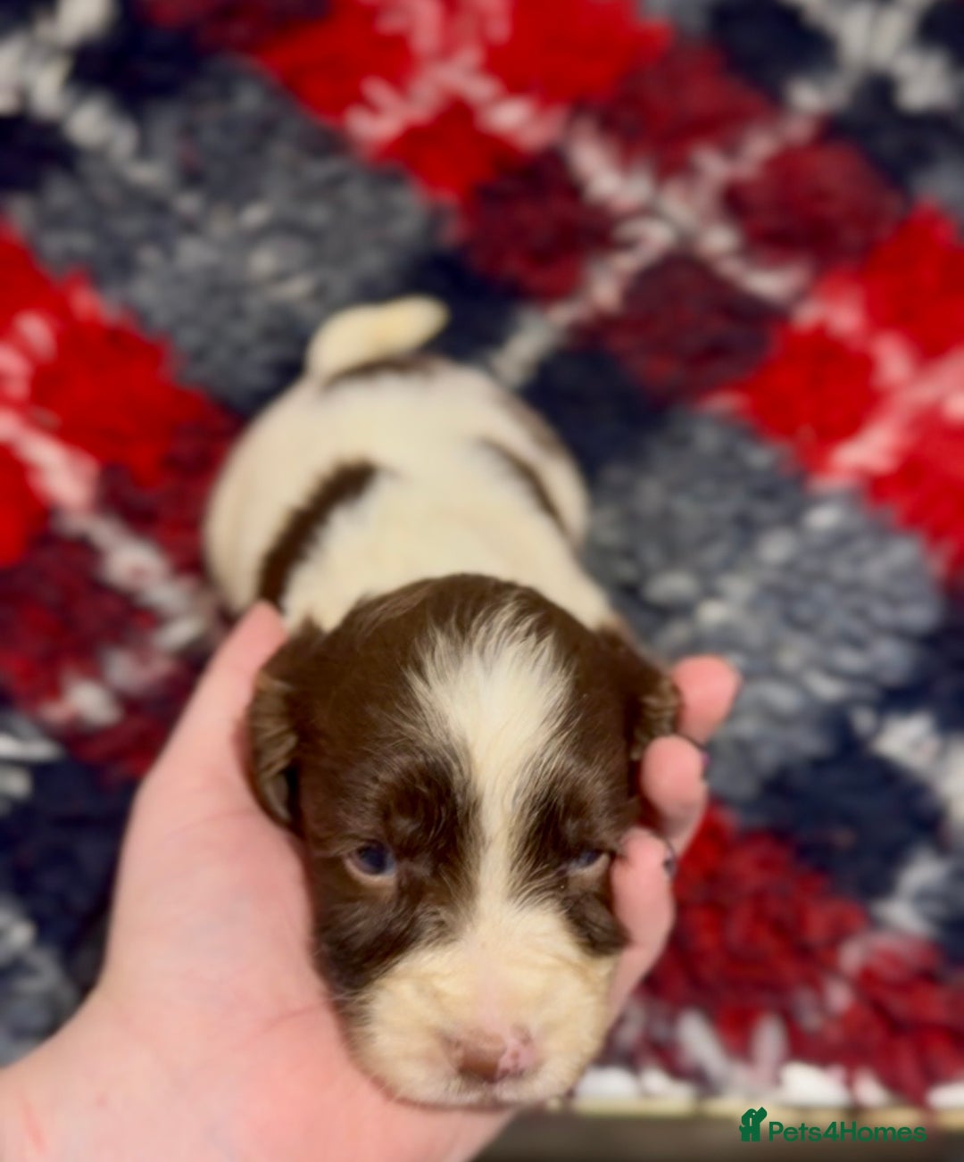 English Springer Spaniel dogs for sale: KC Working English springer spaniel puppies - Advert 3