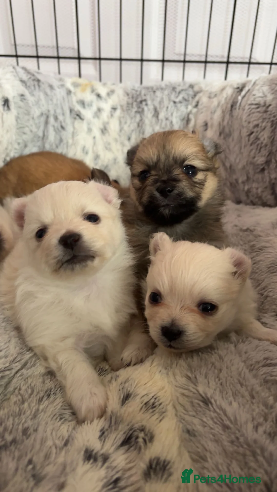Pomchi dogs for sale: pomchi puppies - Advert 1
