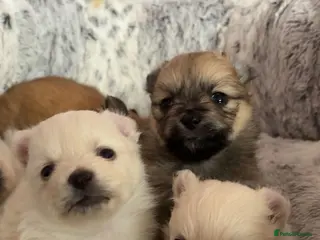 Pomchi dogs pomchi puppies - Advert 9