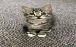 European cats for sale: Adorable kittens for sale  - Image 3