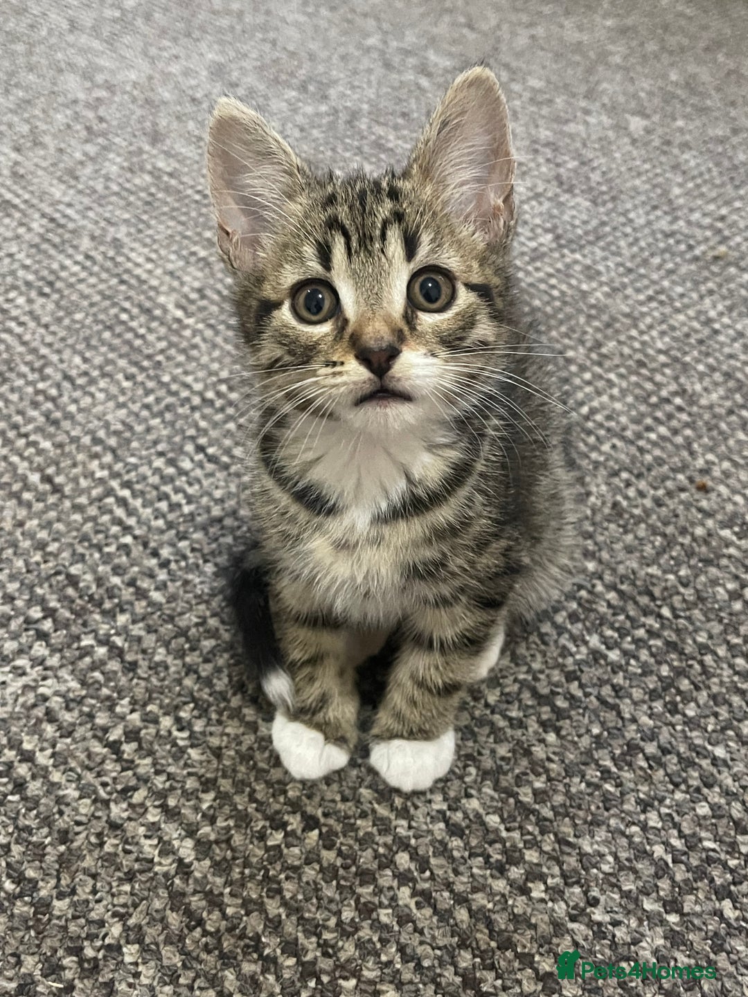 European cats for sale: Adorable kittens for sale  - Image 3