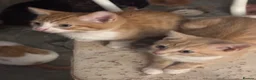 Mixed Breed cats for sale: The Most Adorable Kittens - Advert 18