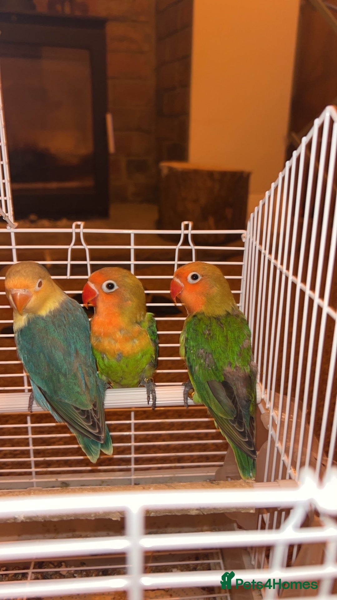 Lovebirds birds Love birds for sale  - Advert 13