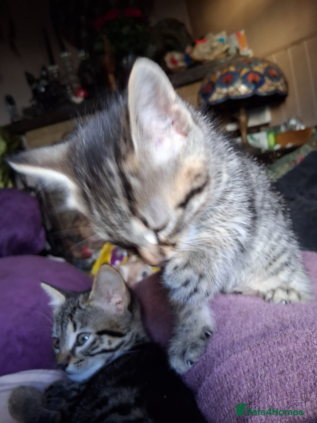 Mixed Breed cats for sale: ⭐️⭐️Stunning Russian Blue X Bengal Kittens ⭐️⭐️⭐️ - Advert 30