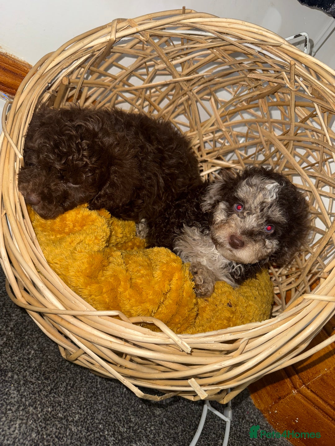 Miniature Poodle dogs for sale: 3 beautiful miniature poodles  - Image 4