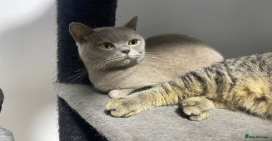 British Shorthair cats - Advert 8