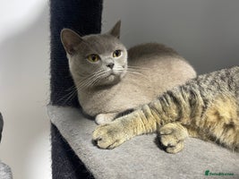 British Shorthair cats - Advert 9