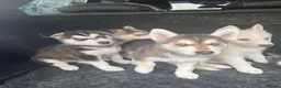 Mixed Breed dogs for sale: Husky Hybrid Puppies (Utonagans)  - Advert 38
