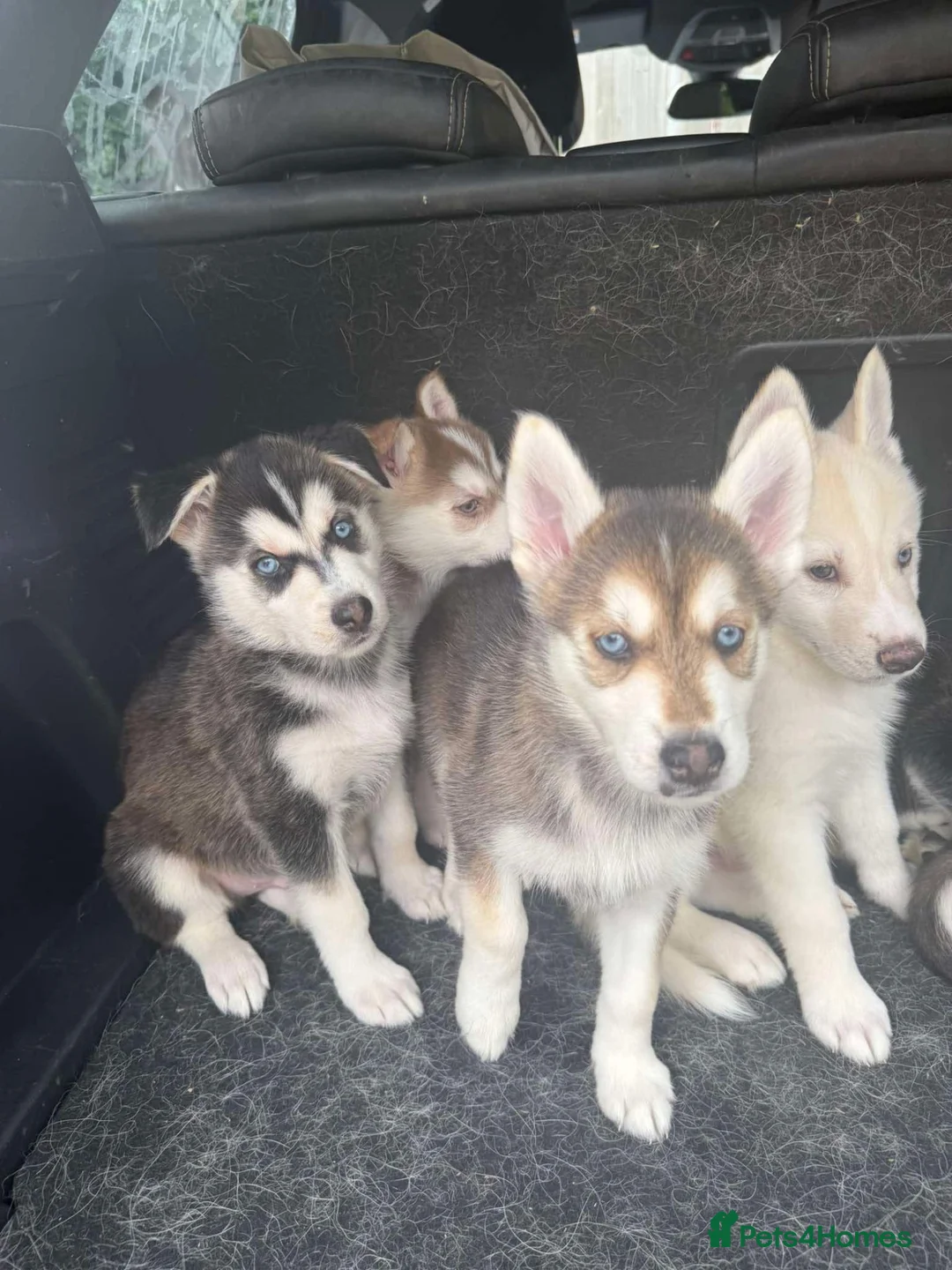 Mixed Breed dogs for sale: Husky Hybrid Puppies (Utonagans)  - Advert 38