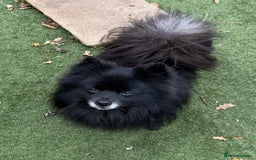 Mixed Breed dogs for sale: Tiny and beautiful  - Image 12