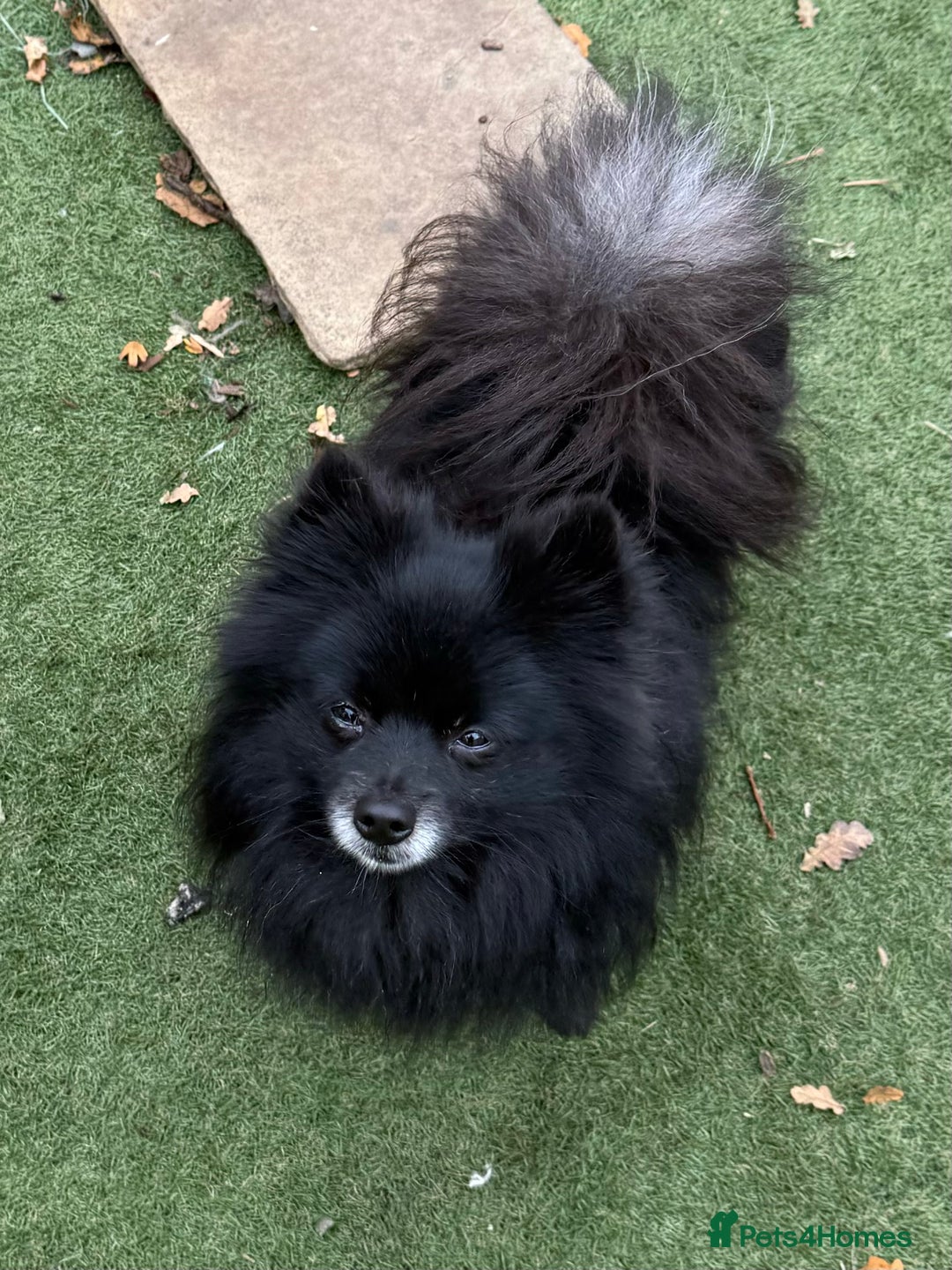 Mixed Breed dogs for sale: Tiny and beautiful  - Image 12