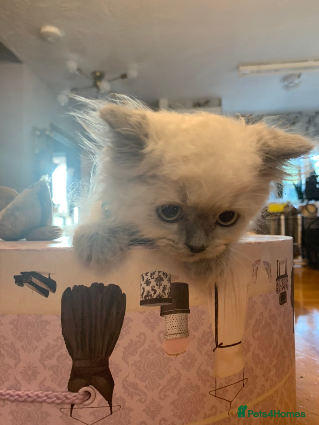 Selkirk Rex cats for sale: Selkirk rex kittens  - Image 10