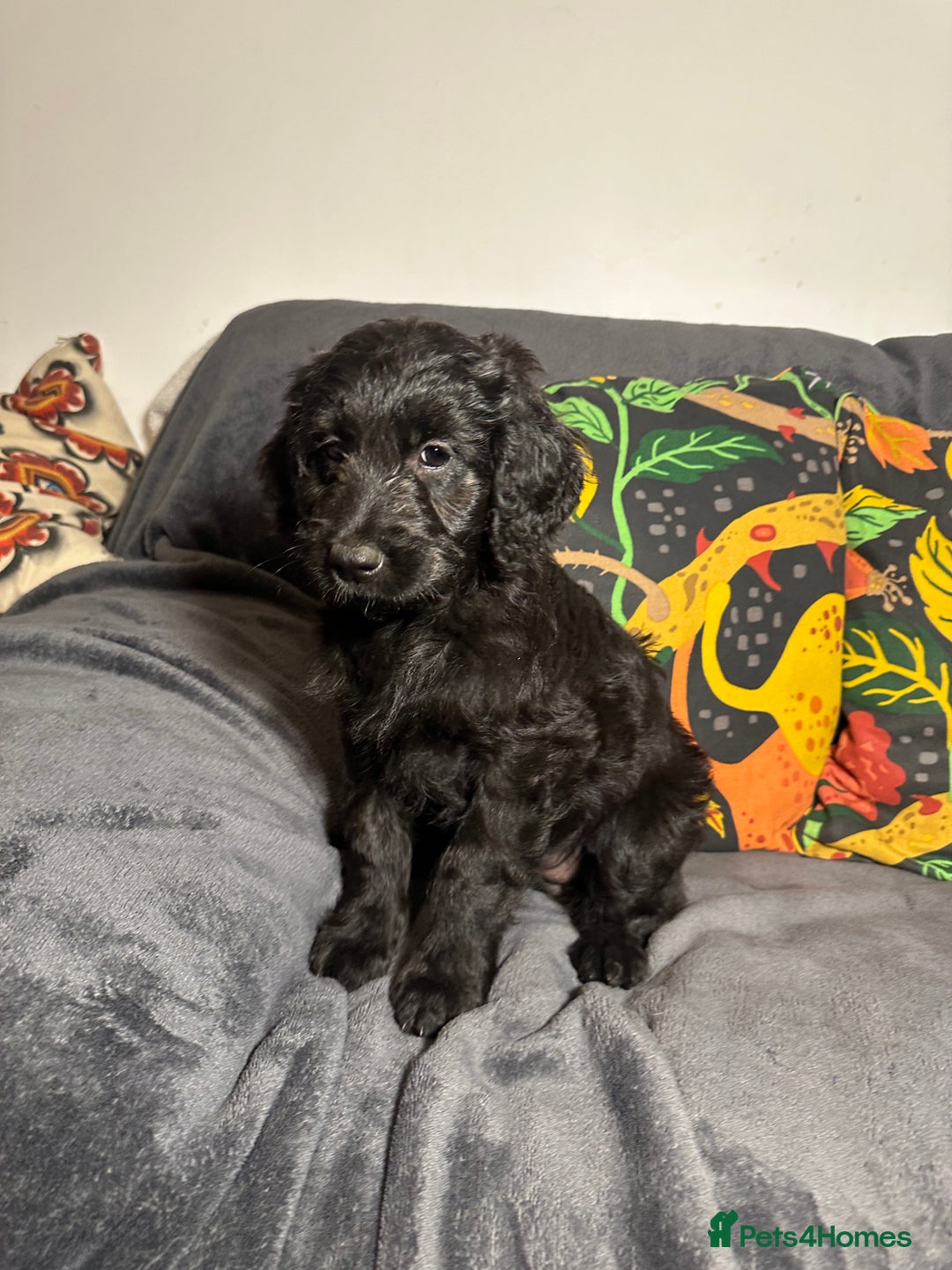 Goldendoodle dogs for sale: Black Phantom Goldendoodles Ready For A New Home! - Advert 26