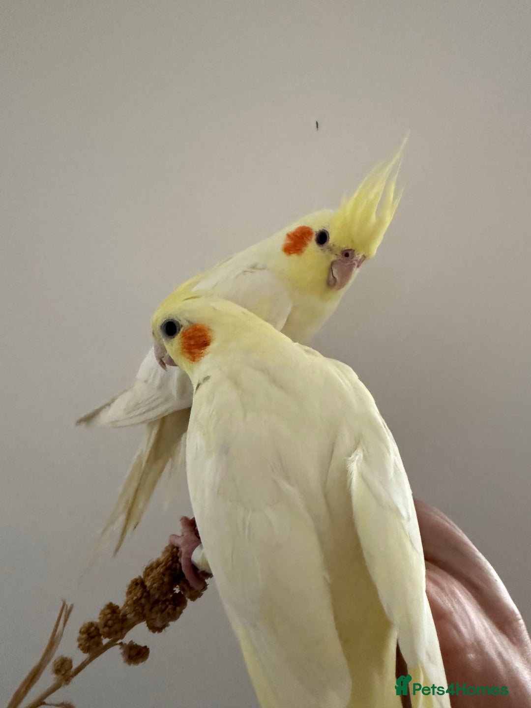 Cockatiels birds for sale: Beautiful Cockatiels for sale  - Advert 1