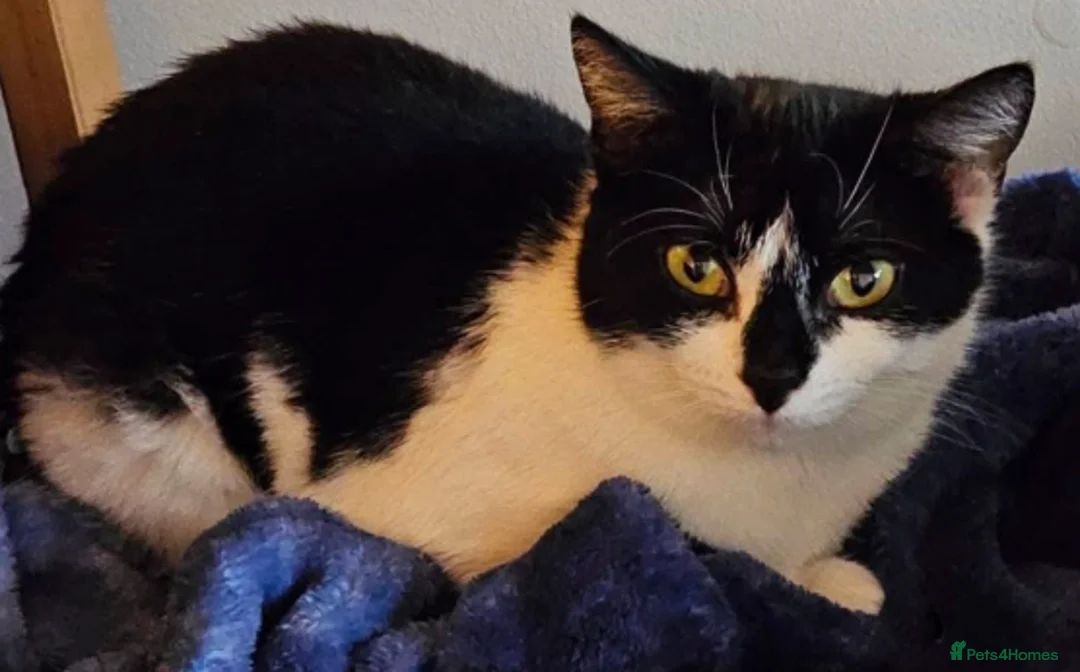 Mixed Breed cats for adoption: Arlo and Roger - Advert 2