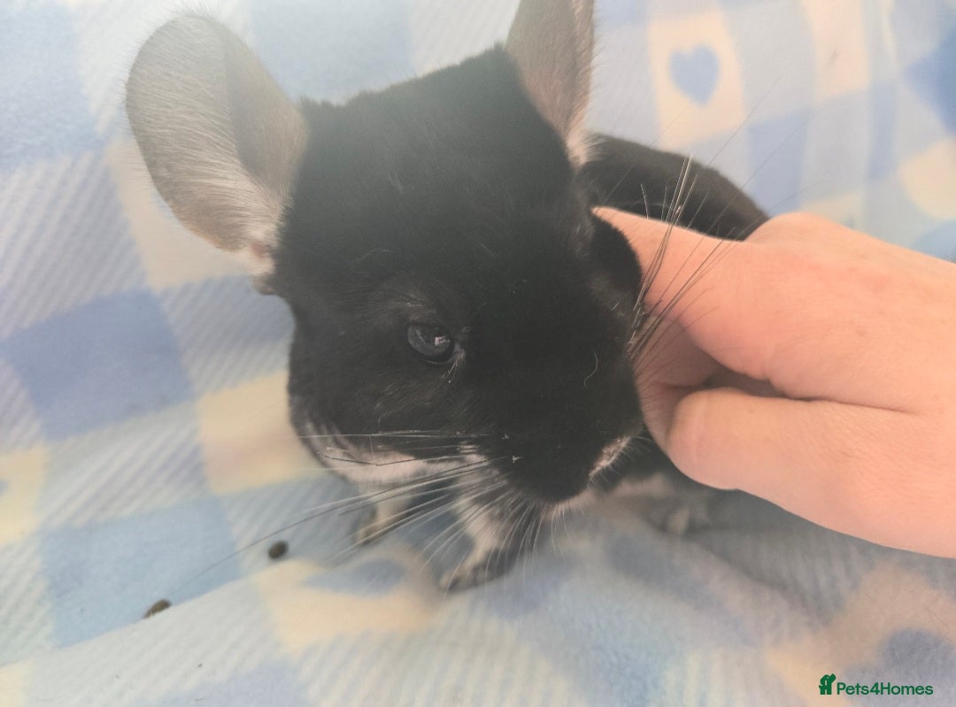 Chinchilla rodents for sale: Bonded mother and daughter pair - Image 10
