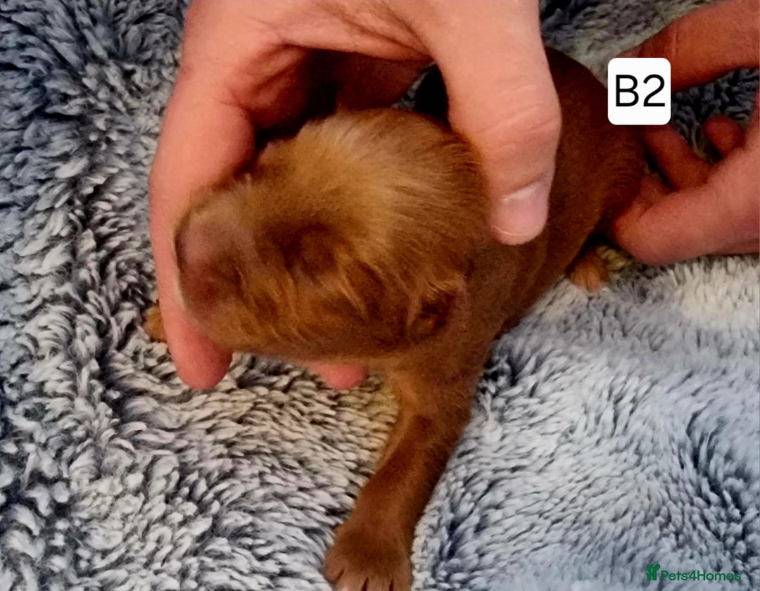 Cocker Spaniel dogs for sale: Stunning Working Cocker Spaniel Pups F1B  - Image 13