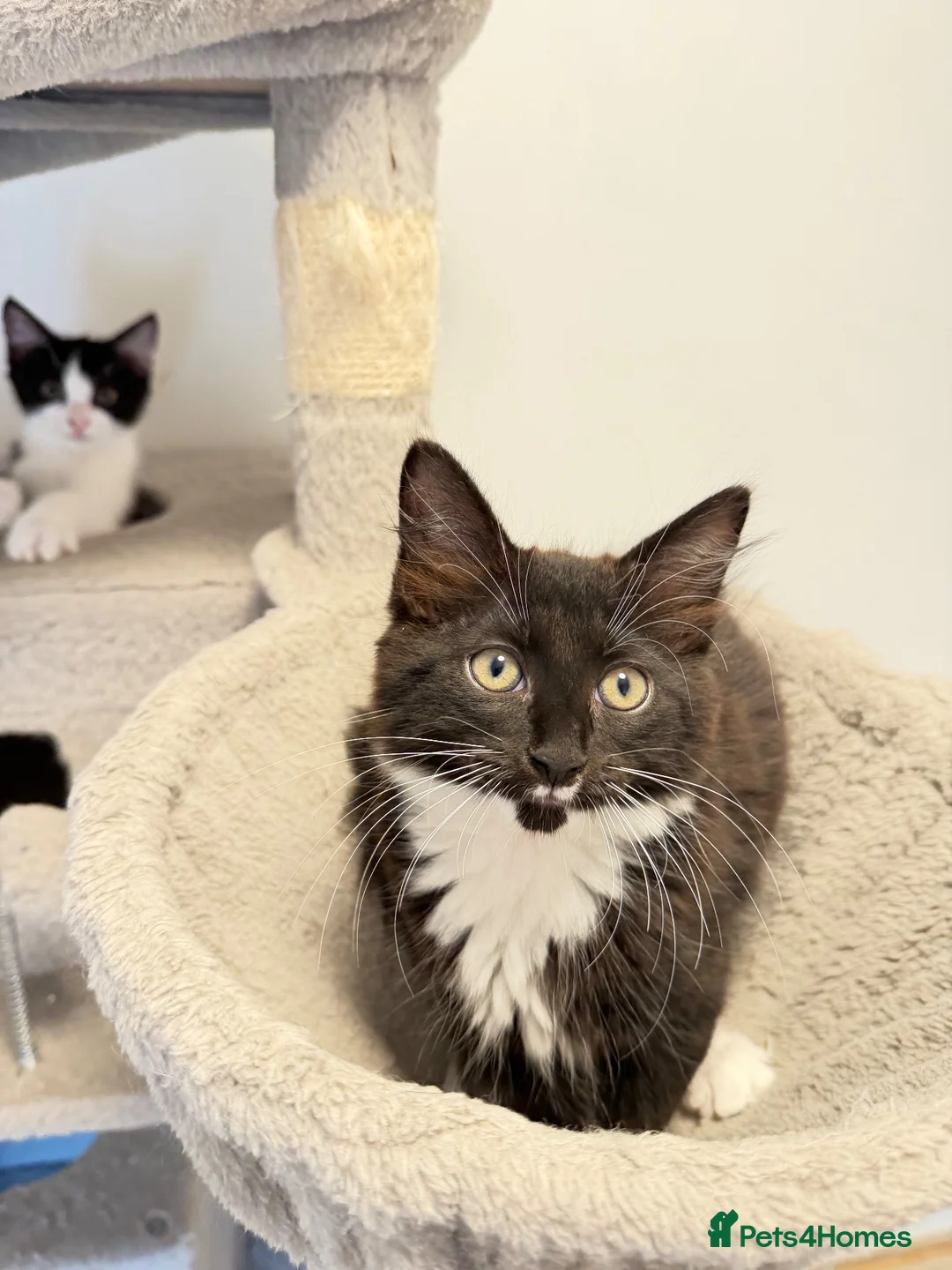 Mixed Breed cats for sale: 🐾 Six Adorable Kittens Looking for Loving Homes  - Advert 1