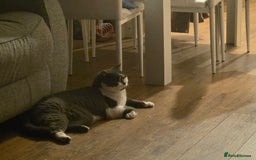 British Shorthair cats for sale: Friendly british shorthair cat for sale - Image 7